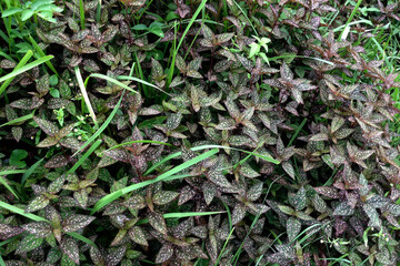A collection of beautiful flower striped leaf in Nepal