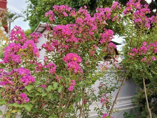 pink flowers in the garden