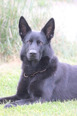 Deutscher Schäferhund reinrassig schwarz