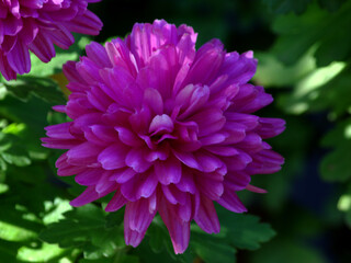 pink dahlia flower closeup