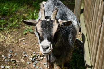 Goat. Portrait of a goat on a farm in the village. Beautiful goat posing.