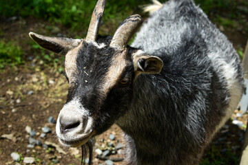 Goat. Portrait of a goat on a farm in the village. Beautiful goat posing.