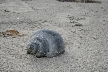 seashell on the beach