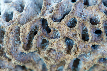  termite hill