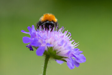 Bumblebee on a flower - 364472274