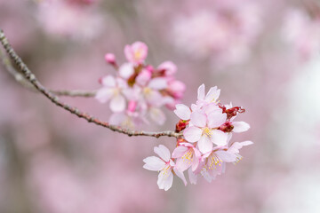 Cherry Tree in spring time