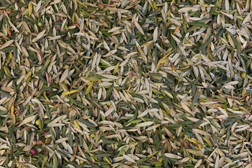 Stock photo of a pile of olive leaves forming a textured background