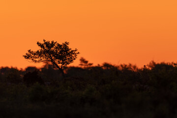 Lonely tree sunrise