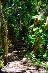 Lush evergreen rainforest or jungle vegetation with plants, trees and flowers in tropical garten...