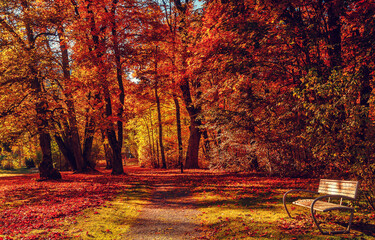 Wonderful Autumn Landscape. Amazing Nature Background. autumn forest landscape on a sunny day with...