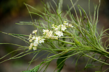 flowers in the garden