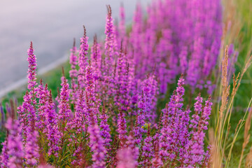Background image of purple crimson flowers, lupine flower field with beautiful bokeh