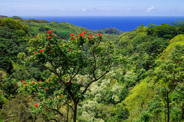 Panoramic view of beautiful scenic landscape over evergreen lush rainforest or jungle vegetation...