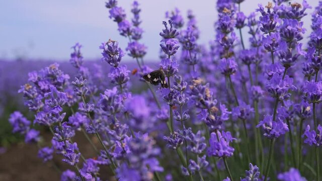 Butterfly moth flies through a lavender field from flower to flower, moving slowly against the background of lilac bushes. Pollination of flowers in nature by insects. Aromatherapy. Relax