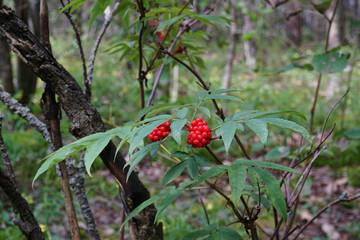 in the forest