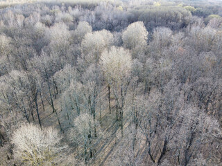 Leafless trees in a spring forest, aerial view.