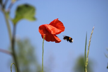 Mohnblume mit fliegender Hummel, blauer Himmel,