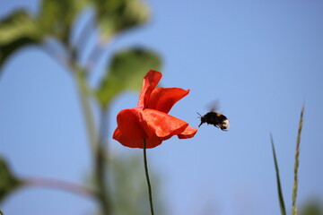 Mahnblume mit fliegender Hummel, blauer Himmel,