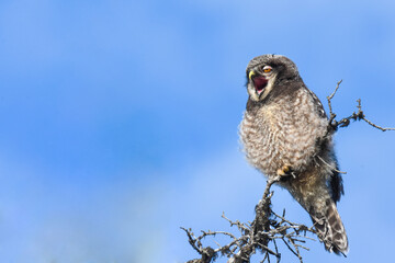 A baby Northern Hawk Owl waits for its parent to bring it food in the Alaskan wilderness.