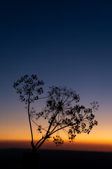 dandelion and sunset in dramatic sunset in Spain