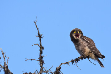 A baby Northern Hawk Owl waits for its parent to bring it food in the Alaskan wilderness.