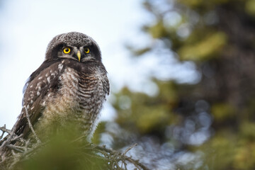A baby Northern Hawk Owl waits for its parent to bring it food in the Alaskan wilderness.