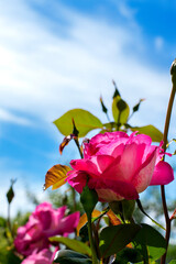 Pink rose blooming against the blue sky in the garden