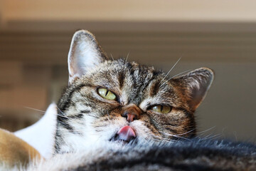 目を細くして舌を上唇に少しあてる猫アメリカンショートヘア
