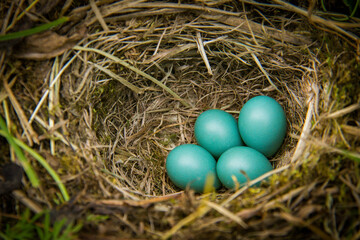 Naklejka na ściany i meble nest with eggs