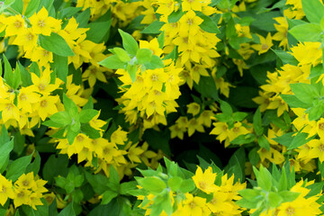 Yellow lysimachia punctata flowers on the flowerbed on a sunny day