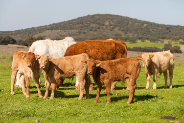 Familia vacuna pastando en la pradera donde los terneros y terneras miran hacia la cámara.
