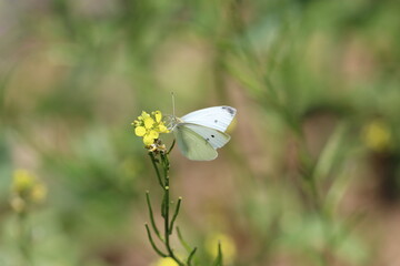 Schmetterling Großer Kohlweißling Insekten weiss