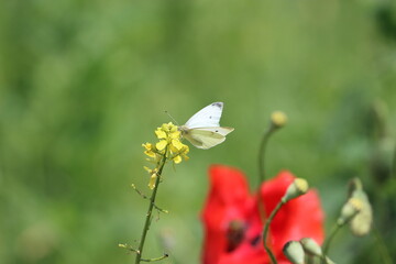 Schmetterling Großer Kohlweißling Insekten weiss