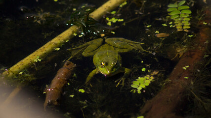 Big green frog is sitting in the pond