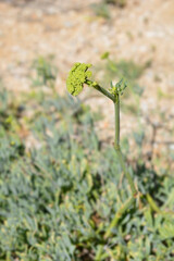 Sea fennel
