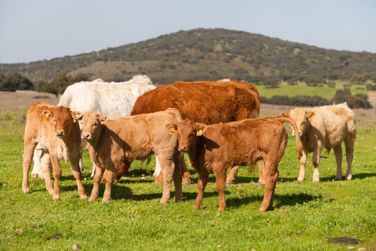 Familia vacuna pastando en la pradera donde los terneros y terneras miran hacia la c&aacute;mara.