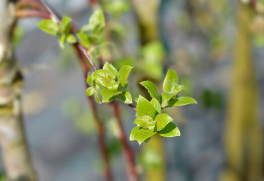 Kilmarnock Willow