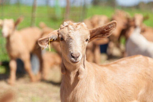 Retrato primer plano de una cabra joven mirando a c&aacute;mara en un reba&ntilde;o de cabras j&oacute;venes
