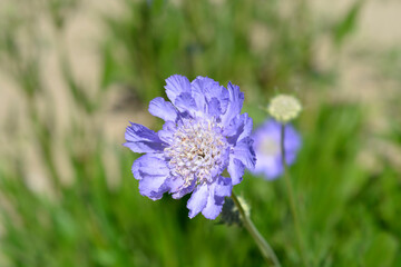 Caucasian pincushion flower