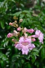 Pink trumpet vine