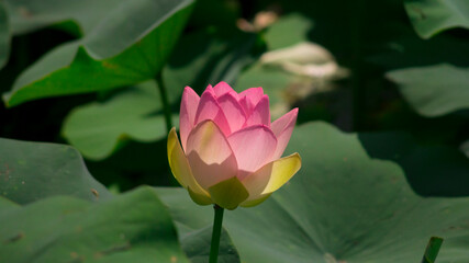 The bud of lotus flower in the pond with the green leaves around