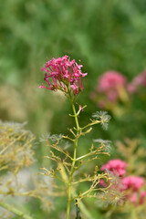 Red valerian