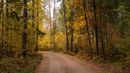 road in forest 