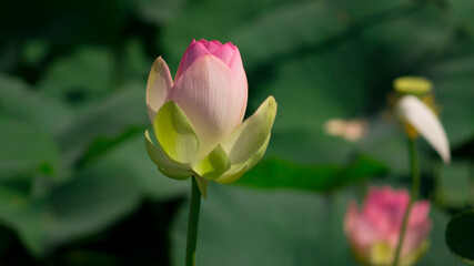 The bud of lotus flower in the pond with the green leaves around