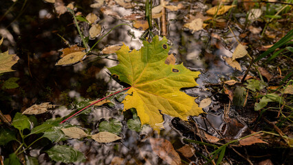 Autumn colors in the forest
