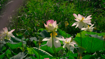 The bud of lotus flower in the pond with the green leaves around