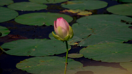 The bud of lotus flower in the pond with the green leaves around