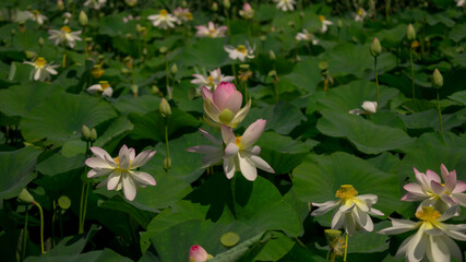 Lotus flowers in the pond with the green leaves around