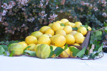 Una pila con muchos limones a la venta sobre una mesa y con un jazmín al fondo
