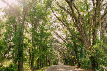 Rustic Canopy Road Down South | Full of Oak Trees in Florida
